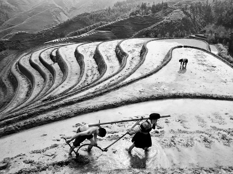 385 - manpower tills the fields - CHEN Feng-Lin - taiwan.jpg